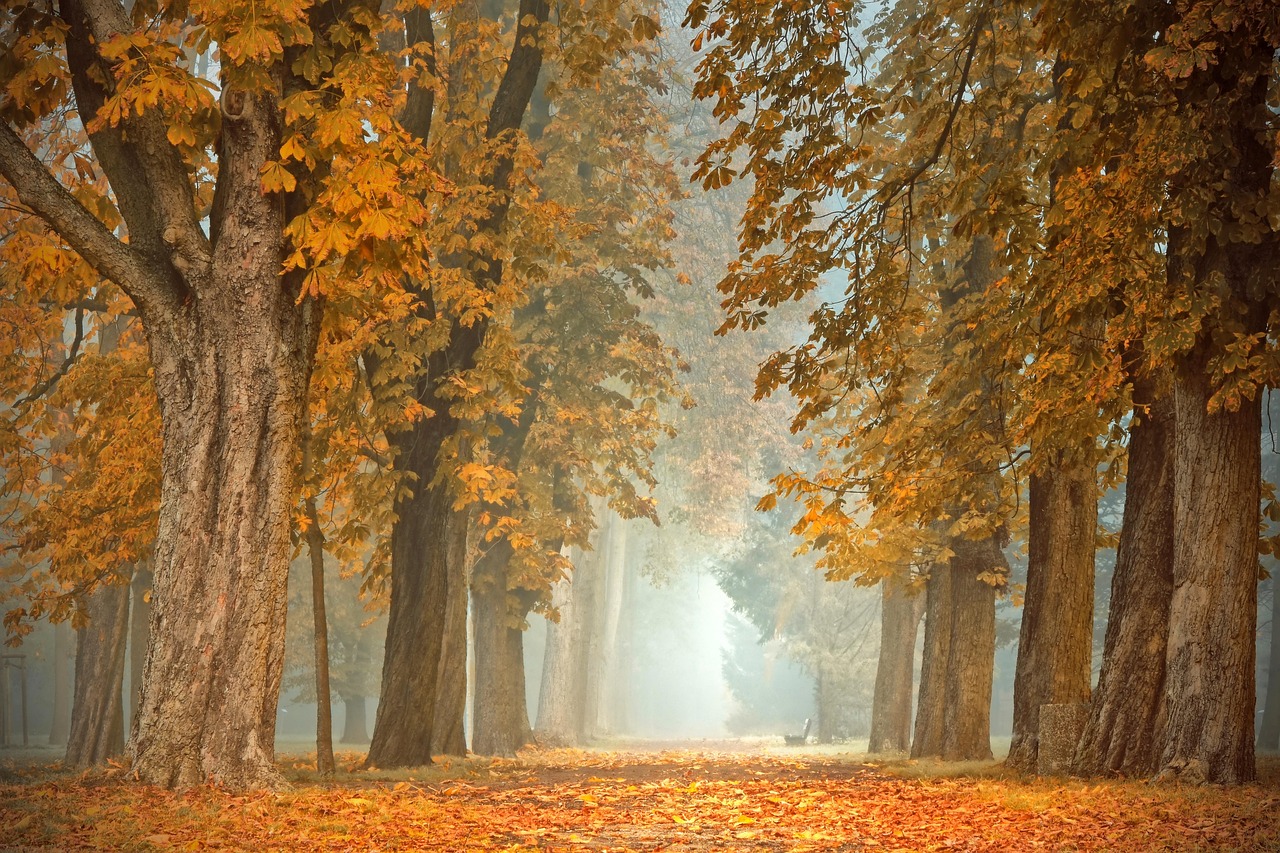 Rode en oranje siergrassen in herfsttuin.